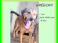 Gregory