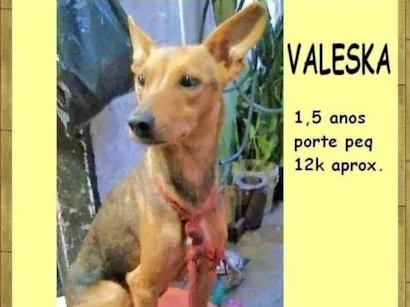 Cachorro raça SRD-ViraLata idade 1 ano nome Valeska