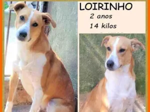 Cachorro raça SRD-ViraLata idade 2 anos nome Loirinho