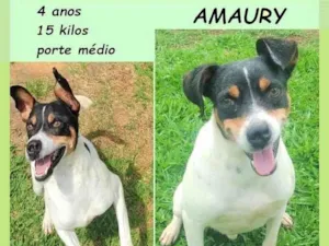 Cachorro raça SRD-ViraLata idade 4 anos nome Amaury