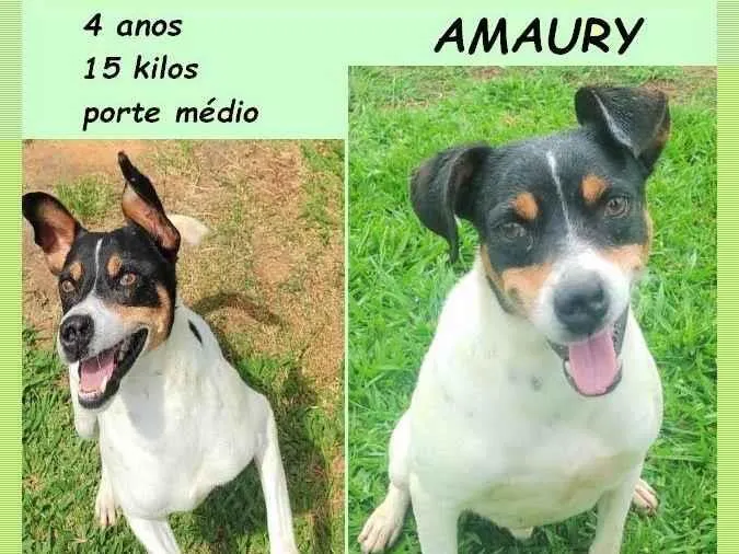 Cachorro ra a SRD-ViraLata idade 4 anos nome Amaury