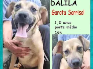 Cachorro raça SRD-ViraLata idade 1 ano nome Dalila