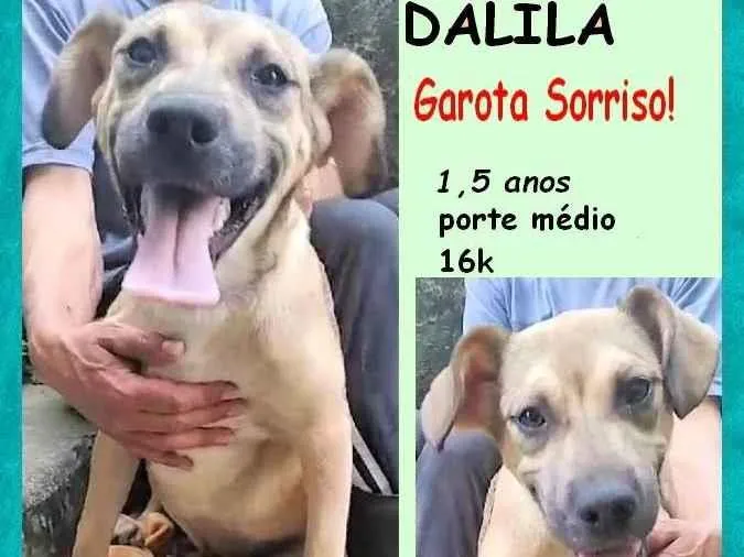 Cachorro ra a SRD-ViraLata idade 1 ano nome Dalila