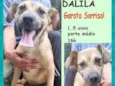 Dalila