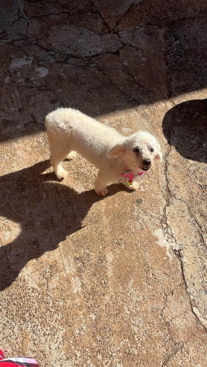Cachorro ra a Poodle idade 6 ou mais anos nome Jhuly