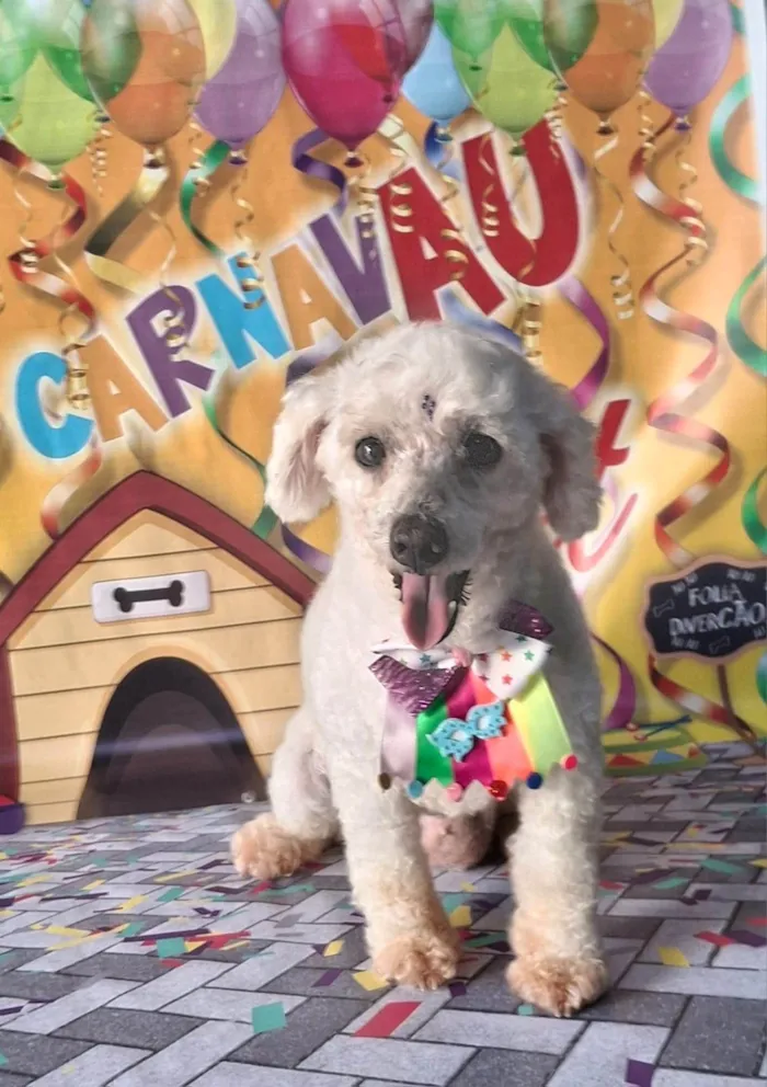 Cachorro ra a Poodle idade 6 ou mais anos nome Jhuly