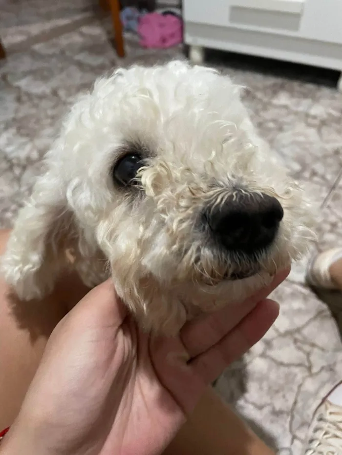 Cachorro ra a Poodle idade 6 ou mais anos nome Jhuly