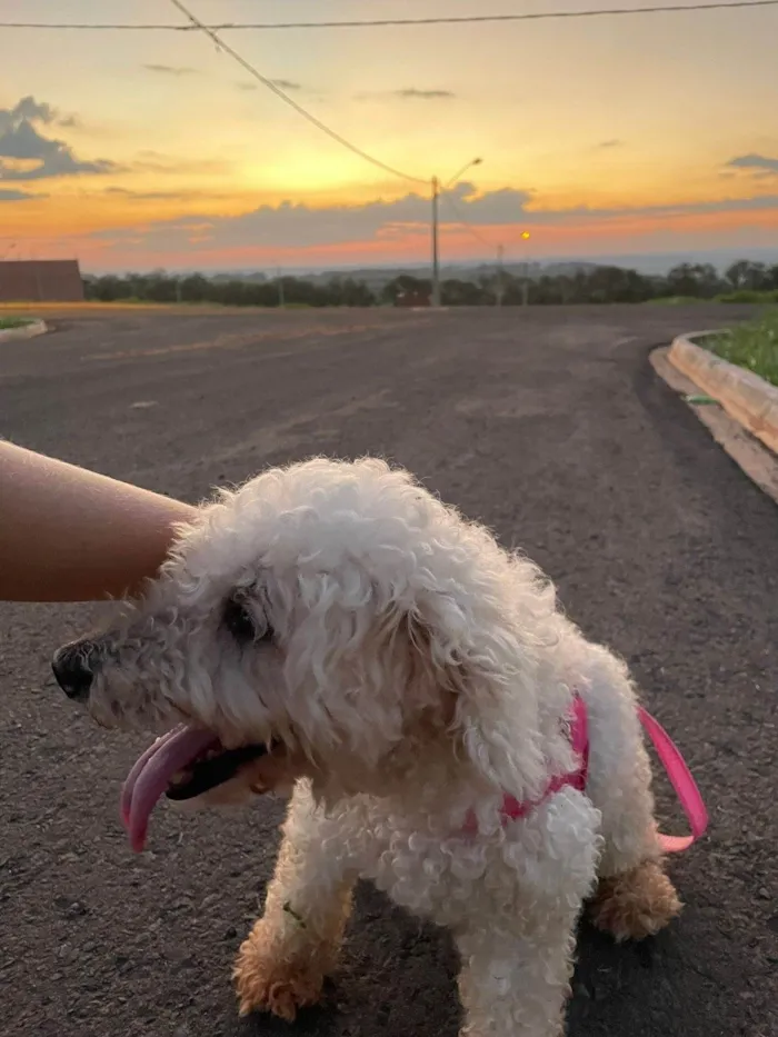 Cachorro ra a Poodle idade 6 ou mais anos nome Jhuly