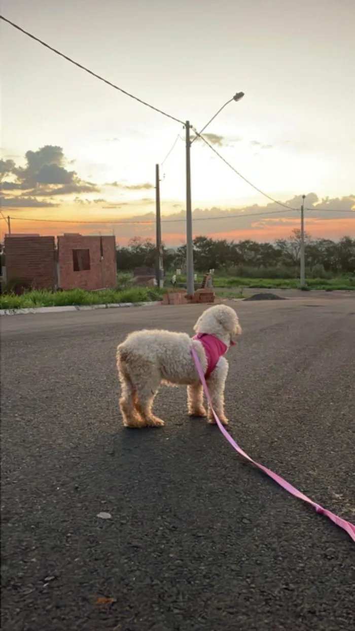 Cachorro ra a Poodle idade 6 ou mais anos nome Jhuly