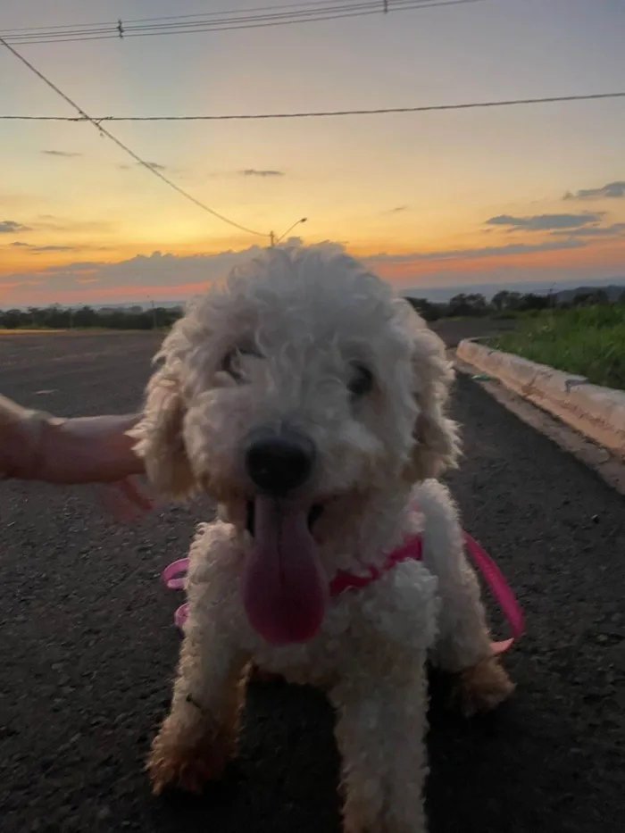 Cachorro ra a Poodle idade 6 ou mais anos nome Jhuly