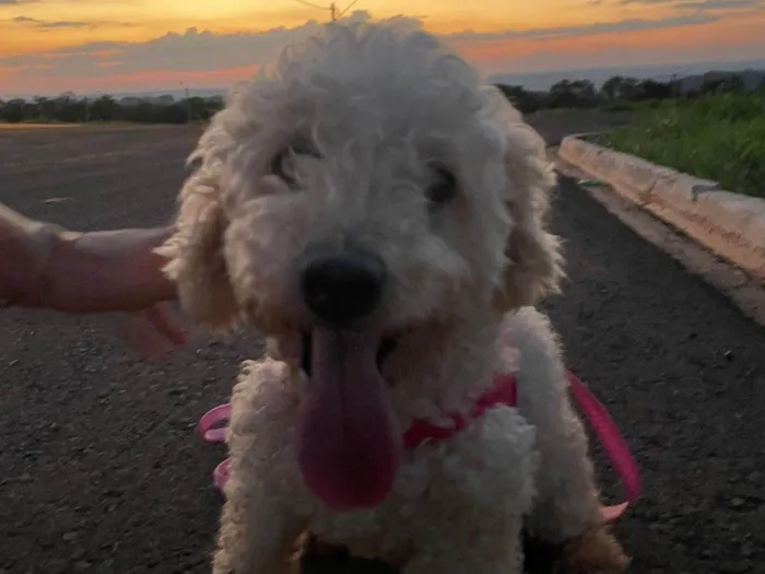 Cachorro ra a Poodle idade 6 ou mais anos nome Jhuly