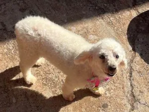 Cachorro raça Poodle idade 6 ou mais anos nome Jhuly