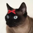 Leia