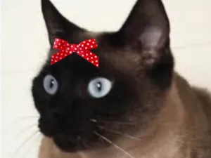 Gato raça Siamês idade 3 anos nome Leia 