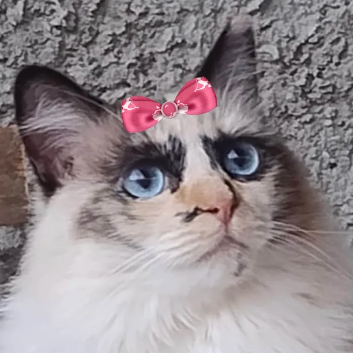 Gato ra a SRD-ViraLata idade 2 anos nome Pérola 