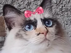 Gato raça SRD-ViraLata idade 2 anos nome Pérola 