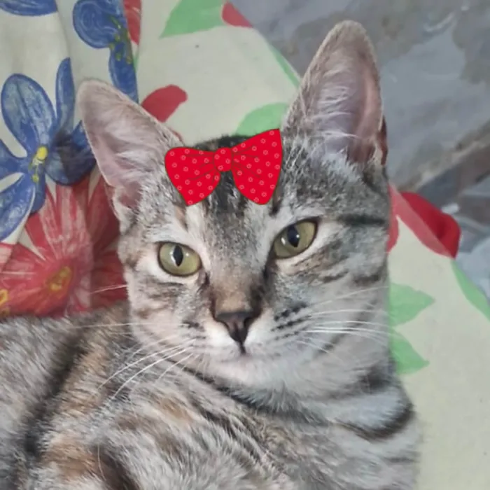 Gato ra a SRD-ViraLata idade 2 a 6 meses nome Mel 