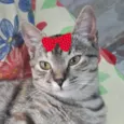 Mel