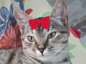 Gato raça SRD-ViraLata idade 2 a 6 meses nome Mel 