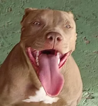 Cachorro ra a Pit-Bull idade 1 ano nome Herus 