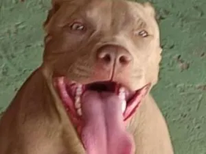 Cachorro raça Pit-Bull idade 1 ano nome Herus 