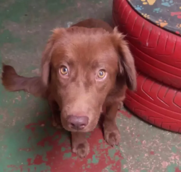 Cachorro ra a SRD-ViraLata idade 7 a 11 meses nome Chocolate 