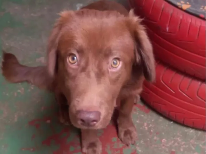 Cachorro ra a SRD-ViraLata idade 7 a 11 meses nome Chocolate 