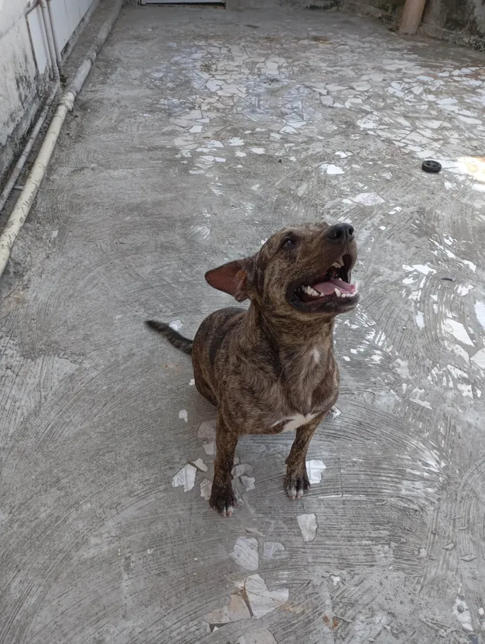 Cachorro ra a SRD-ViraLata idade 1 ano nome Thor
