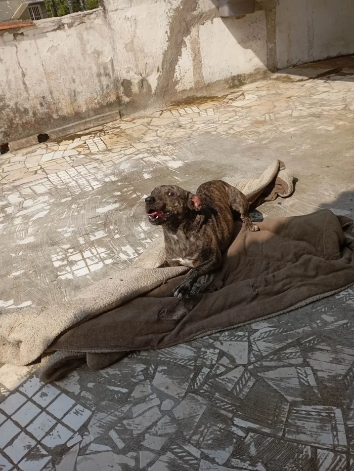 Cachorro ra a SRD-ViraLata idade 1 ano nome Thor