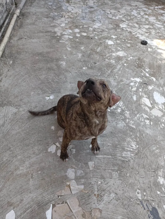 Cachorro ra a SRD-ViraLata idade 1 ano nome Thor