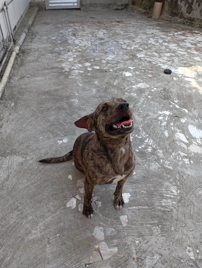 Cachorro ra a SRD-ViraLata idade 1 ano nome Thor