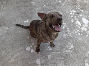 Cachorro raça SRD-ViraLata idade 1 ano nome Thor