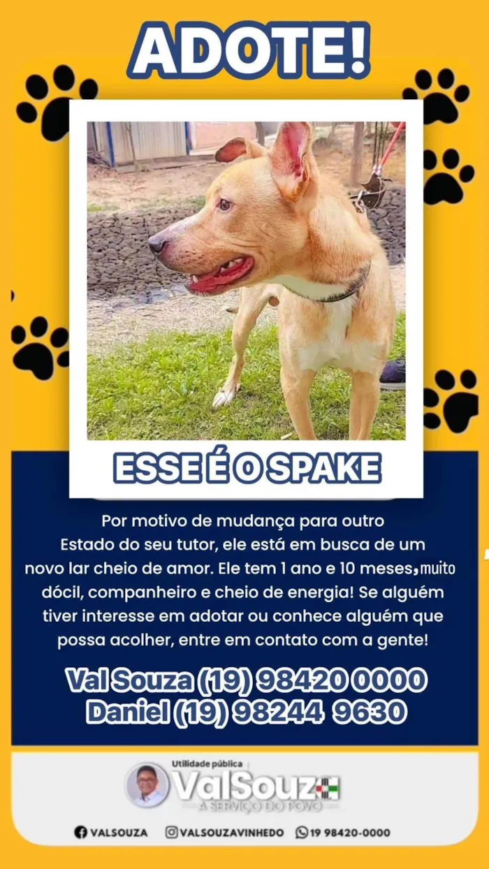Cachorro ra a Pit-Bull idade 1 ano nome Spak 