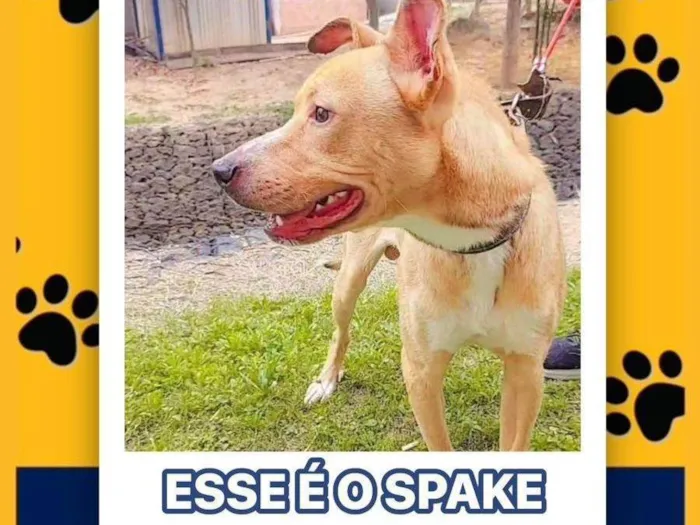 Cachorro ra a Pit-Bull idade 1 ano nome Spak 