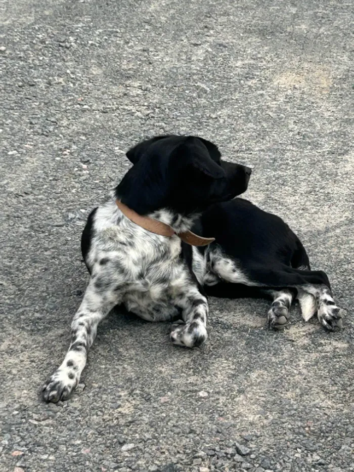 Cachorro ra a SRD-ViraLata idade 1 ano nome Sem Nome