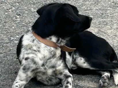 Cachorro raça SRD-ViraLata idade 1 ano nome Sem Nome