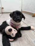 Bianca