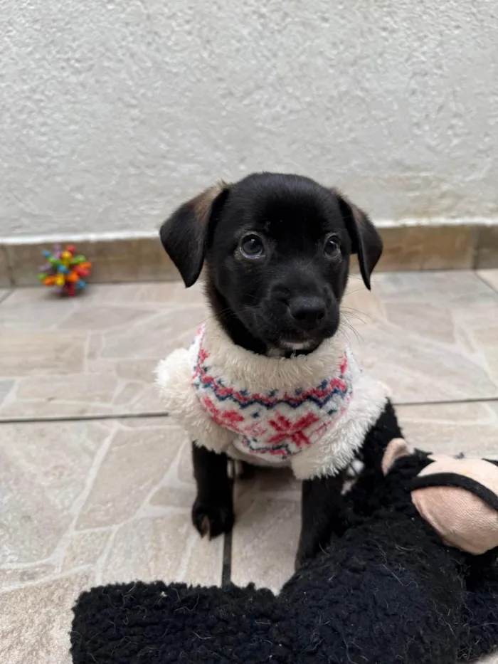 Cachorro ra a SRD-ViraLata idade Abaixo de 2 meses nome Bianca