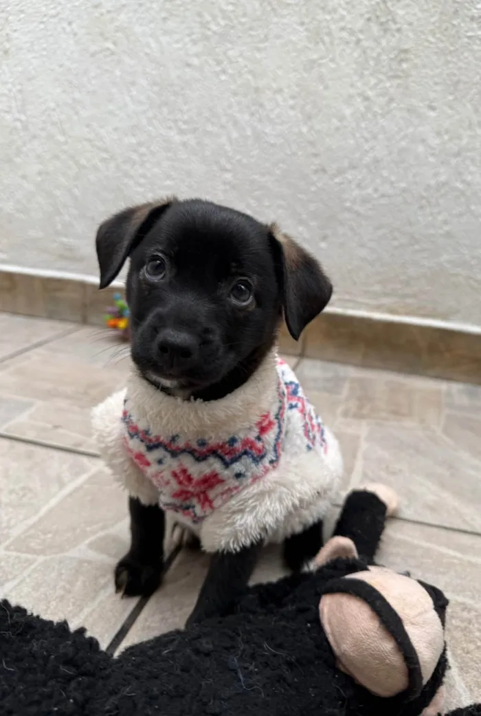 Cachorro ra a SRD-ViraLata idade Abaixo de 2 meses nome Bianca