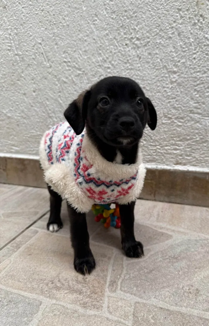 Cachorro ra a SRD-ViraLata idade Abaixo de 2 meses nome Bianca