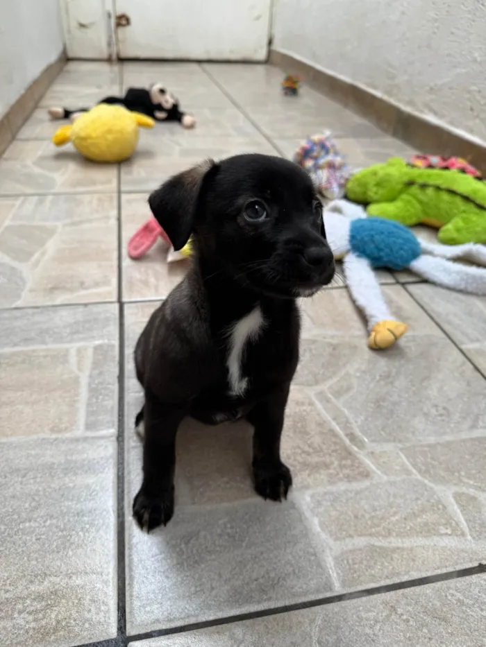 Cachorro ra a SRD-ViraLata idade Abaixo de 2 meses nome Bianca