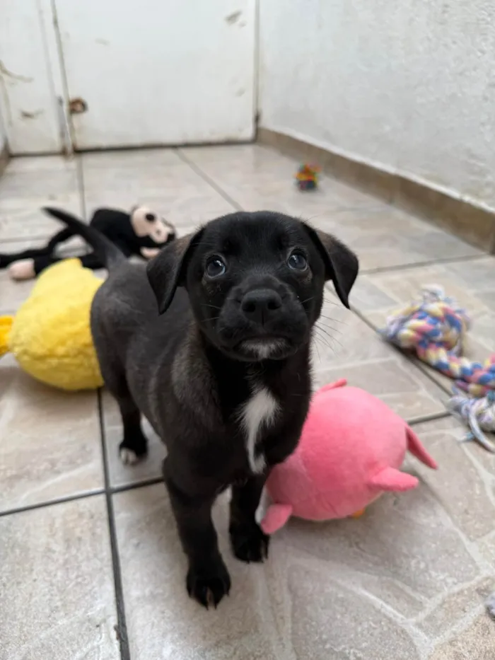 Cachorro ra a SRD-ViraLata idade Abaixo de 2 meses nome Bianca