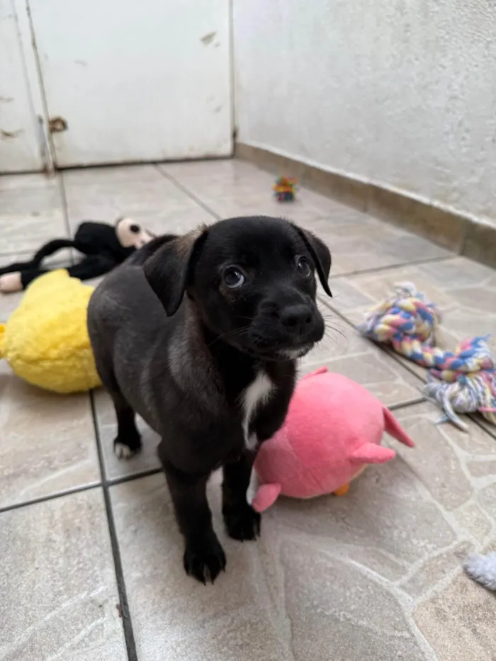 Cachorro ra a SRD-ViraLata idade Abaixo de 2 meses nome Bianca