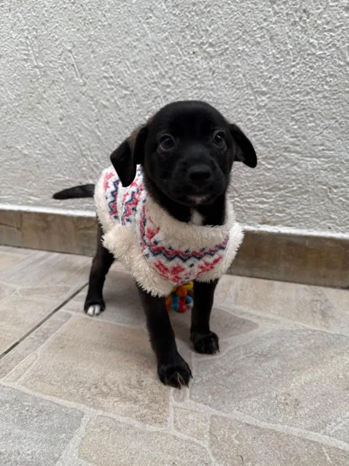 Cachorro ra a SRD-ViraLata idade Abaixo de 2 meses nome Bianca