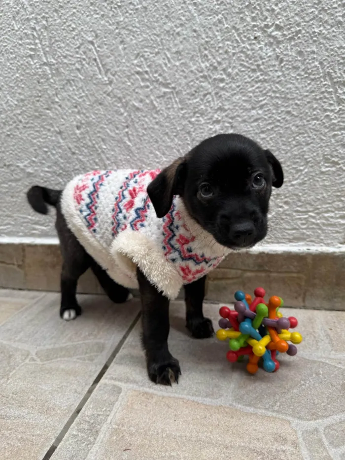 Cachorro ra a SRD-ViraLata idade Abaixo de 2 meses nome Bianca