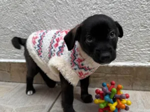 Cachorro raça SRD-ViraLata idade Abaixo de 2 meses nome Bianca