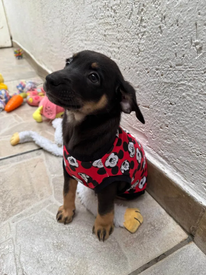 Cachorro ra a SRD-ViraLata idade Abaixo de 2 meses nome Bernardo 