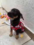 Bernardo