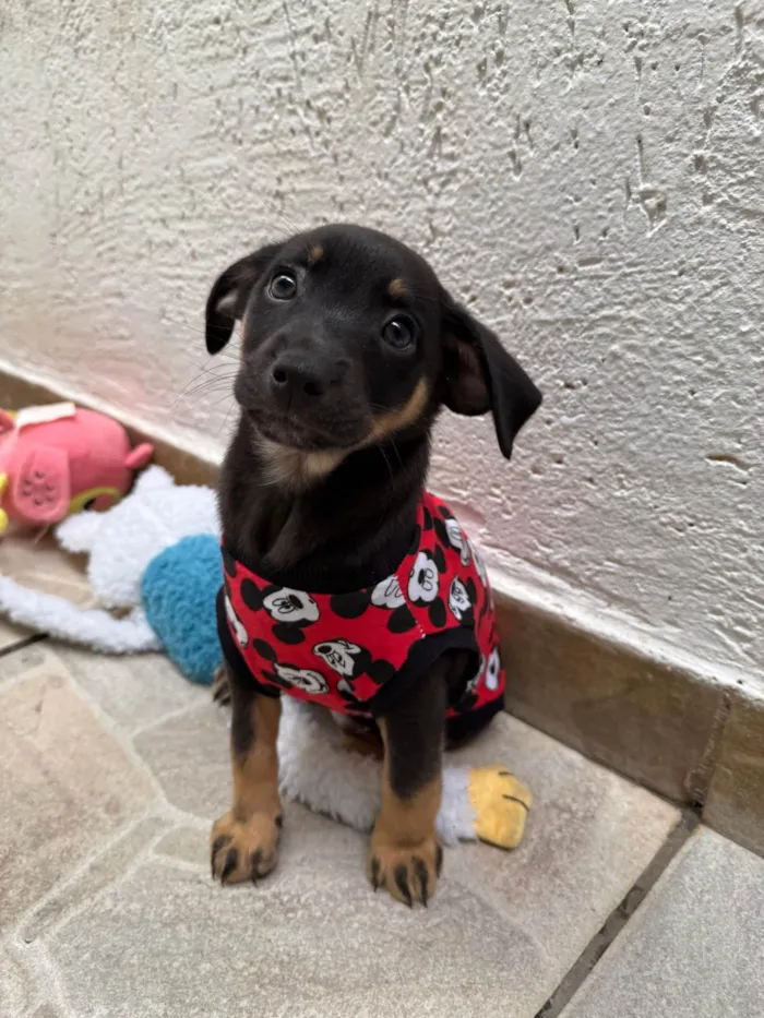 Cachorro ra a SRD-ViraLata idade Abaixo de 2 meses nome Bernardo 