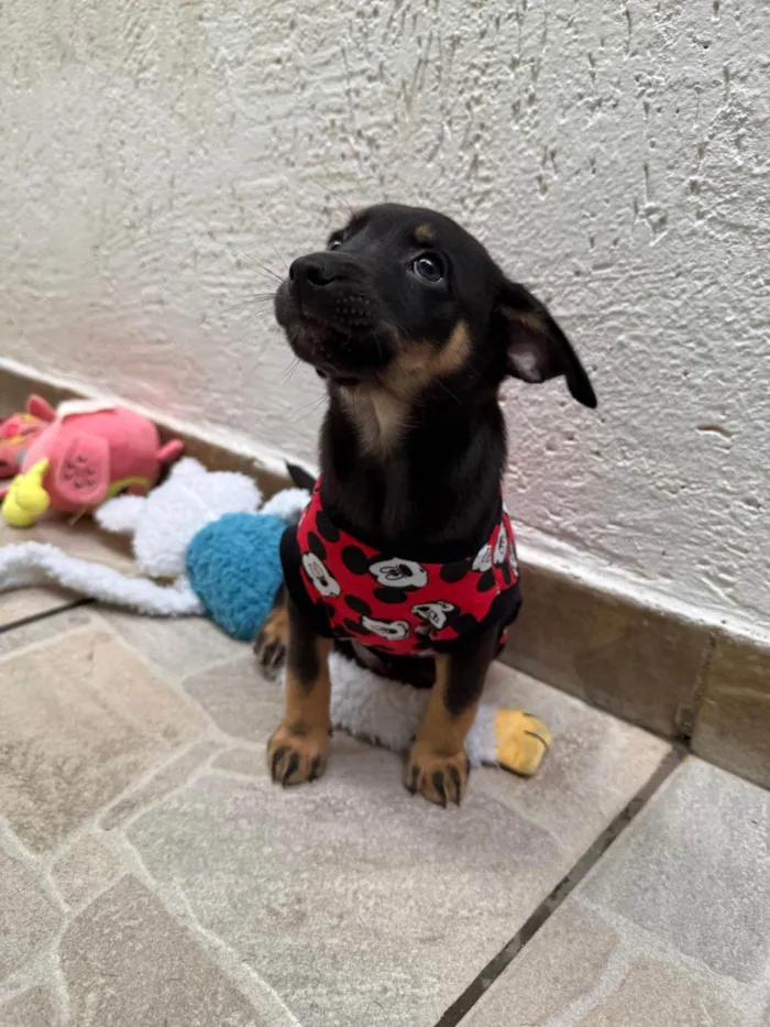 Cachorro ra a SRD-ViraLata idade Abaixo de 2 meses nome Bernardo 